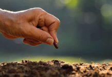 China toma la delantera en semillas editadas y Europa acelera su trabajo