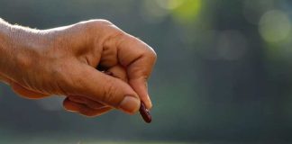 China toma la delantera en semillas editadas y Europa acelera su trabajo