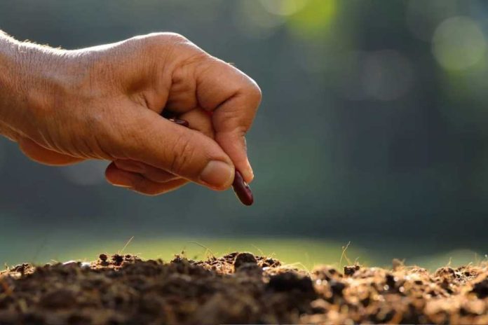 China toma la delantera en semillas editadas y Europa acelera su trabajo