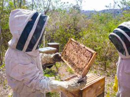 Maule asigna $5 mil millones para proyectos que benefician a 1.400 productores agrícolas vía INDAP Maule asigna $5 mil millones para proyectos que benefician a 1.400 productores agrícolas vía INDAP