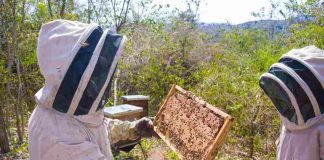 Maule asigna $5 mil millones para proyectos que benefician a 1.400 productores agrícolas vía INDAP Maule asigna $5 mil millones para proyectos que benefician a 1.400 productores agrícolas vía INDAP