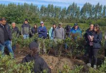 Comité de Arándanos impulsa la fruticultura regenerativa como una herramienta para la resiliencia climática, la productividad y la rentabilidad del sector Comité de Arándanos impulsa la fruticultura regenerativa como una herramienta para la resiliencia climática, la productividad y la rentabilidad del sector