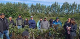 Comité de Arándanos impulsa la fruticultura regenerativa como una herramienta para la resiliencia climática, la productividad y la rentabilidad del sector