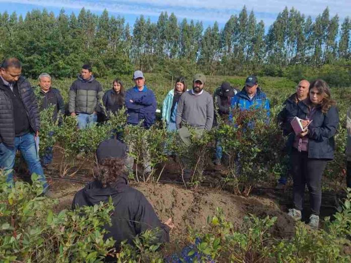 Comité de Arándanos impulsa la fruticultura regenerativa como una herramienta para la resiliencia climática, la productividad y la rentabilidad del sector
