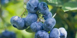 Copeval participará del Primer Seminario Técnico Comercial: Arándanos, Presente y Futuro