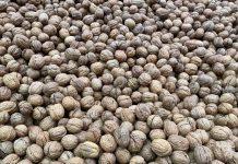 Corfo invita a postular a convocatorias para mejorar la eficiencia hídrica en el sector frutícola en la macrozona centro-sur