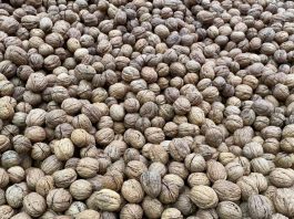 Corfo invita a postular a convocatorias para mejorar la eficiencia hídrica en el sector frutícola en la macrozona centro-sur