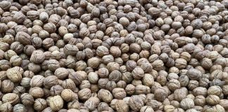 Corfo invita a postular a convocatorias para mejorar la eficiencia hídrica en el sector frutícola en la macrozona centro-sur