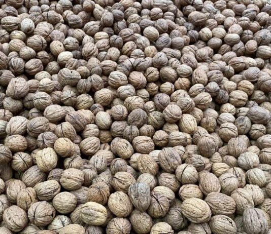 Corfo invita a postular a convocatorias para mejorar la eficiencia hídrica en el sector frutícola en la macrozona centro-sur