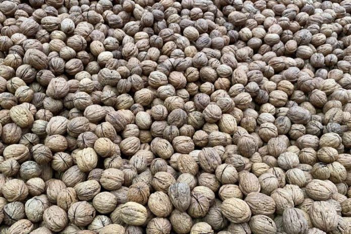 Corfo invita a postular a convocatorias para mejorar la eficiencia hídrica en el sector frutícola en la macrozona centro-sur