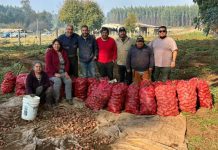 Cortafuegos que alimentan: la cosecha de papas que transforma prevención en desarrollo en La Araucanía Cortafuegos que alimentan la cosecha de papas que transforma prevención en desarrollo en La Araucanía