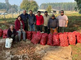Cortafuegos que alimentan la cosecha de papas que transforma prevención en desarrollo en La Araucanía