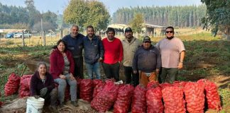 Cortafuegos que alimentan la cosecha de papas que transforma prevención en desarrollo en La Araucanía