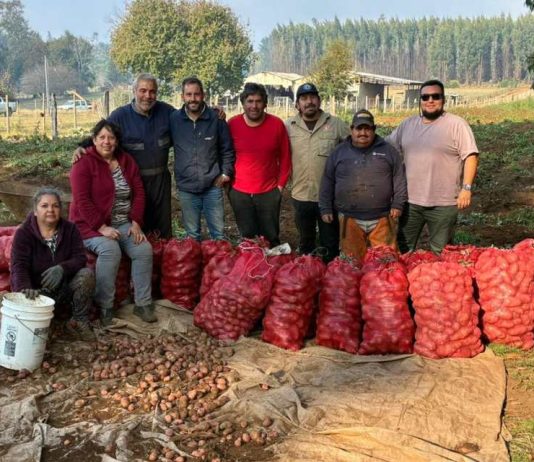 Cortafuegos que alimentan la cosecha de papas que transforma prevención en desarrollo en La Araucanía