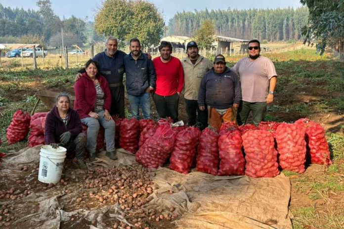 Cortafuegos que alimentan la cosecha de papas que transforma prevención en desarrollo en La Araucanía