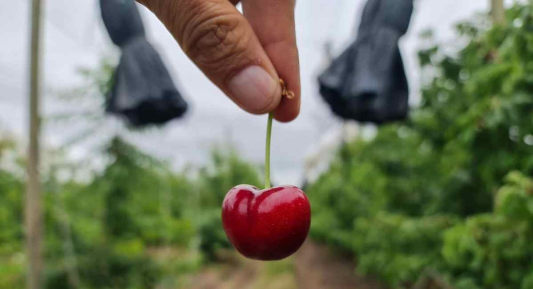Columna de opinión | Crisis de la cereza, la Caja y la Deuda ¿Qué hacer?