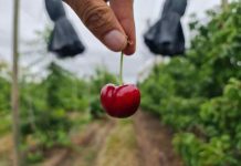 Columna de opinión | Crisis de la cereza, la Caja y la Deuda ¿Qué hacer?