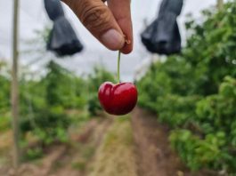 Columna de opinión | Crisis de la cereza, la Caja y la Deuda ¿Qué hacer?