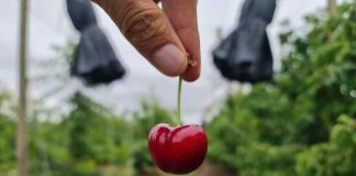 Columna de opinión | Crisis de la cereza, la Caja y la Deuda ¿Qué hacer?