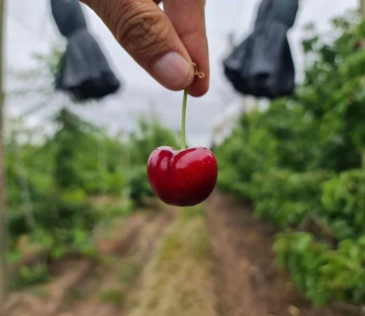 Columna de opinión | Crisis de la cereza, la Caja y la Deuda ¿Qué hacer?