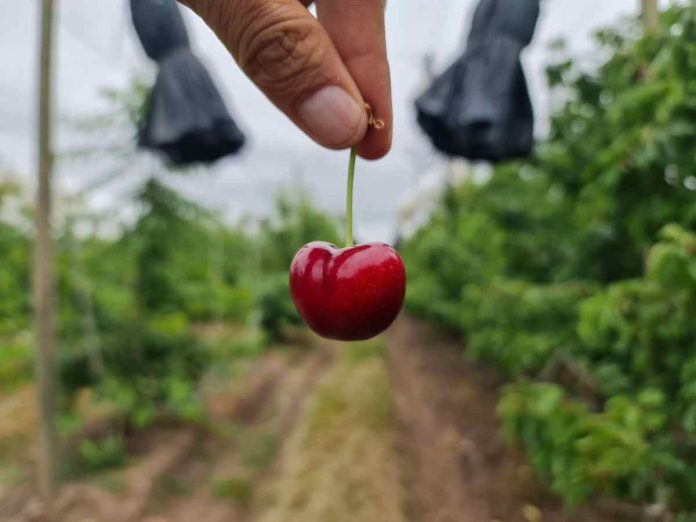 Columna de opinión | Crisis de la cereza, la Caja y la Deuda ¿Qué hacer?