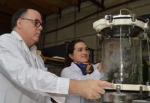 Argentina | Levaduras probióticas del CONICET muestran mejoras en el engorde y la salud intestinal del ganado porcino