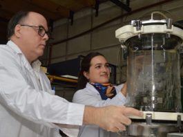 Argentina | Levaduras probióticas del CONICET muestran mejoras en el engorde y la salud intestinal del ganado porcino