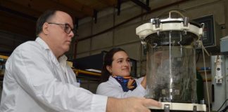 Argentina | Levaduras probióticas del CONICET muestran mejoras en el engorde y la salud intestinal del ganado porcino