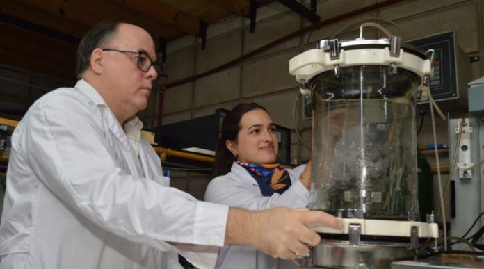 Argentina | Levaduras probióticas del CONICET muestran mejoras en el engorde y la salud intestinal del ganado porcino