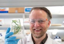 Desbloqueando raíces diseñadas para futuros cultivos de cereales