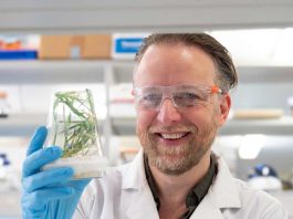 Desbloqueando raíces diseñadas para futuros cultivos de cereales