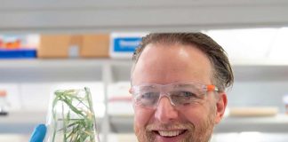 Desbloqueando raíces diseñadas para futuros cultivos de cereales