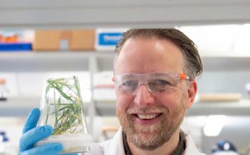 Desbloqueando raíces diseñadas para futuros cultivos de cereales