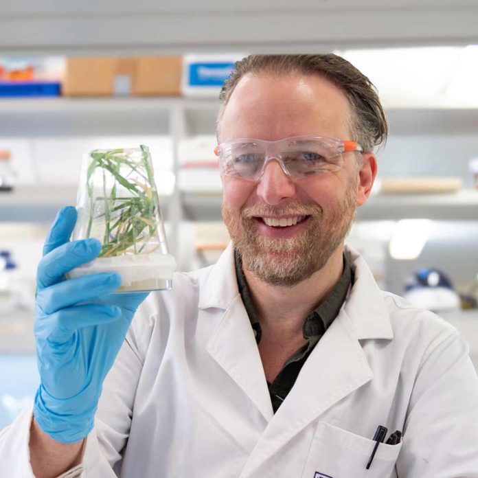 Desbloqueando raíces diseñadas para futuros cultivos de cereales