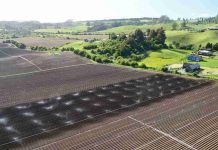 Día de la Tierra: el modelo agrícola de maíz 100% chileno detrás de uno de los snacks más consumidos del país