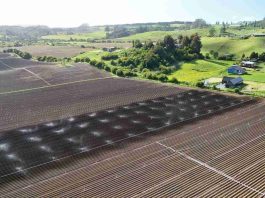 Día de la Tierra: el modelo agrícola de maíz 100% chileno detrás de uno de los snacks más consumidos del país