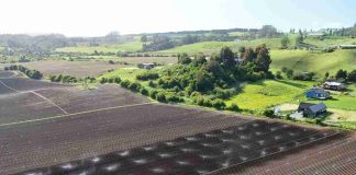 Día de la Tierra: el modelo agrícola de maíz 100% chileno detrás de uno de los snacks más consumidos del país