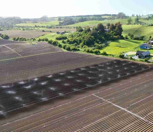 Día de la Tierra: el modelo agrícola de maíz 100% chileno detrás de uno de los snacks más consumidos del país