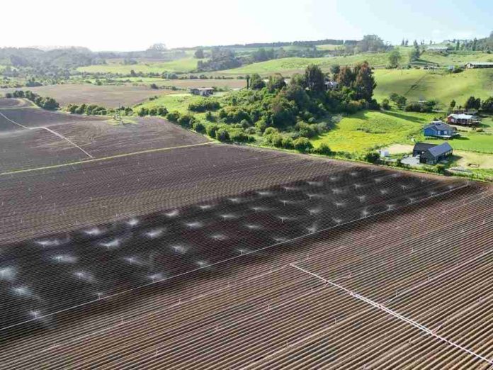 Día de la Tierra: el modelo agrícola de maíz 100% chileno detrás de uno de los snacks más consumidos del país