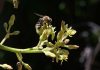 Diversidad de insectos silvestres realizan el 50% de las visitas a las flores del palto Diversidad de insectos silvestres realizan el 50% de las visitas a las flores del palto