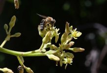 Diversidad de insectos silvestres realizan el 50% de las visitas a las flores del palto Diversidad de insectos silvestres realizan el 50% de las visitas a las flores del palto