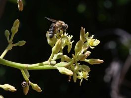 Diversidad de insectos silvestres realizan el 50% de las visitas a las flores del palto