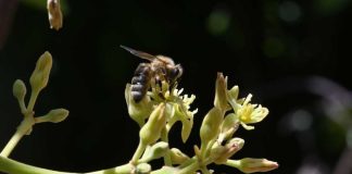 Diversidad de insectos silvestres realizan el 50% de las visitas a las flores del palto