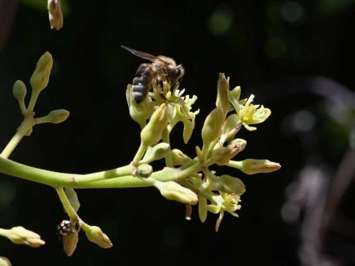 Diversidad de insectos silvestres realizan el 50% de las visitas a las flores del palto Diversidad de insectos silvestres realizan el 50% de las visitas a las flores del palto
