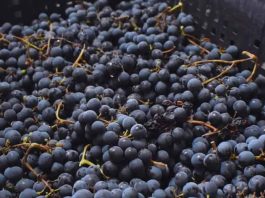 El INTA promueve la vitivinicultura con variedades adaptadas al clima frío