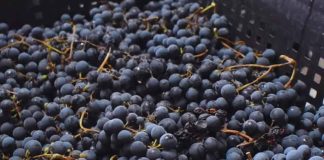 El INTA promueve la vitivinicultura con variedades adaptadas al clima frío