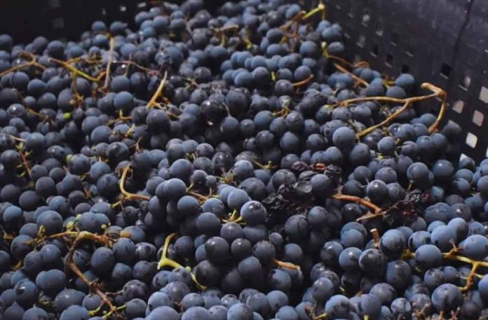 El INTA promueve la vitivinicultura con variedades adaptadas al clima frío