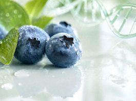 El arándano se ha consolidado como industria global y, en paralelo, como un campo científico cada vez más activo. El análisis, publicado en Horticulturae, revisó literatura indexada en Scopus entr