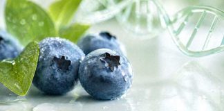 El arándano se ha consolidado como industria global y, en paralelo, como un campo científico cada vez más activo. El análisis, publicado en Horticulturae, revisó literatura indexada en Scopus entr