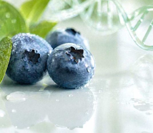 El arándano se ha consolidado como industria global y, en paralelo, como un campo científico cada vez más activo. El análisis, publicado en Horticulturae, revisó literatura indexada en Scopus entr